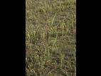 Roseau commun (Phragmites australis)_14