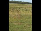 Roseau commun (Phragmites australis)_17