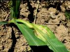 Maïs grain et fourrager - imazéthapyr (2)_4