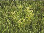 Penthorum faux-orpin (Penthorum sedoides)_2