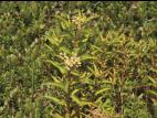 Penthorum faux-orpin (Penthorum sedoides)_3