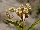 Penthorum faux-orpin (Penthorum sedoides)_5