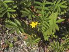 Potentille ansérine (Potentilla anserina)_3