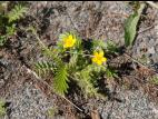 Potentille ansérine (Potentilla anserina)_9