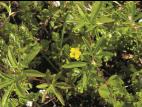 Potentille simple (Potentilla simplex)_3