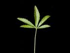 Potentille simple (Potentilla simplex)_6