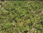 Potentille simple (Potentilla simplex)_8