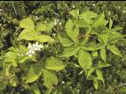 Ronce Alléghanys (Rubus allegheniensis)_10