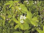 Ronce Alléghanys (Rubus allegheniensis)_11