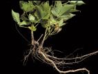 Ronce Alléghanys (Rubus allegheniensis)_15