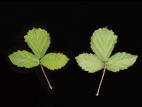 Ronce hispide (Rubus hispidus)_4