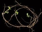 Ronce hispide (Rubus hispidus)_6