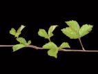 Ronce hispide (Rubus hispidus)_7