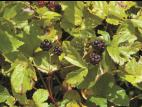 Ronce hispide (Rubus hispidus)_8
