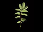 Sanguisorbe Canada (Sanguisorba canadensi)_2