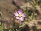 Spergulaire rouge(Spergularia rubra)_6