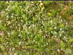 Spergulaire rouge(Spergularia rubra)_7