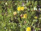 Trèfle doré(Trifolium aureum)_3