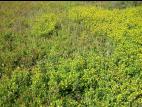 Trèfle doré(Trifolium aureum)_11