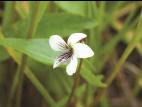 Violette lancéolée(Viola lanceolata)_3