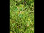 Bouleau gris(Betula populifolia)_1