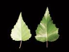 Bouleau gris(Betula populifolia)_3