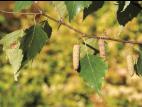 Bouleau gris(Betula populifolia)_9
