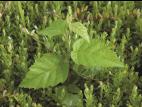 Bouleau blanc(Betula papyrifera)_1