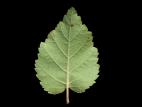 Bouleau blanc(Betula papyrifera)_11
