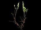 Cassandre caliculé(Chamaedaphne calyculata)_2
