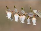 Cassandre caliculé(Chamaedaphne calyculata)_8