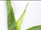Maïs grain et fourrager - glyphosate (9)_16