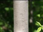 Érable rouge (Acer rubrum)_7