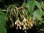 Érable rouge (Acer rubrum)_8