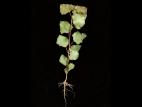 Peuplier deltoïde (populus deltoides)_2
