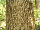 Peuplier deltoïde (populus deltoides)_5