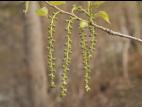 Peuplier deltoïde (populus deltoides)_7