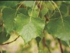 Peuplier deltoïde (populus deltoides)_8