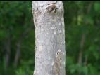 Peuplier deltoïde (populus deltoides)_11
