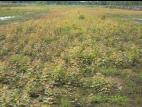 Peuplier baumier (Populus balsamifera)_3
