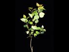 Peuplier faux-tremble (Populus tremuloides)_2