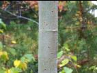 Peuplier faux-tremble (Populus tremuloides)_13