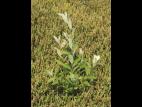 Saule Bebb (Salix bebbiana)_1