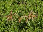 Saule discolore (Salix discolor)_1