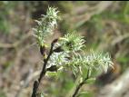 Saule discolore (Salix discolor)_4
