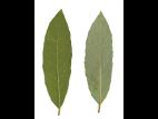 Saule discolore (Salix discolor)_5