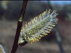 Saule discolore (Salix discolor)_7
