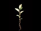 Spirée tomenteuse(Spiraea tomentosa)_2