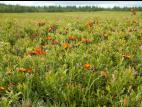 Épervière orangée(Pilosella aurantiaca)_2
