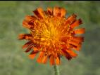 Épervière orangée(Pilosella aurantiaca)_3